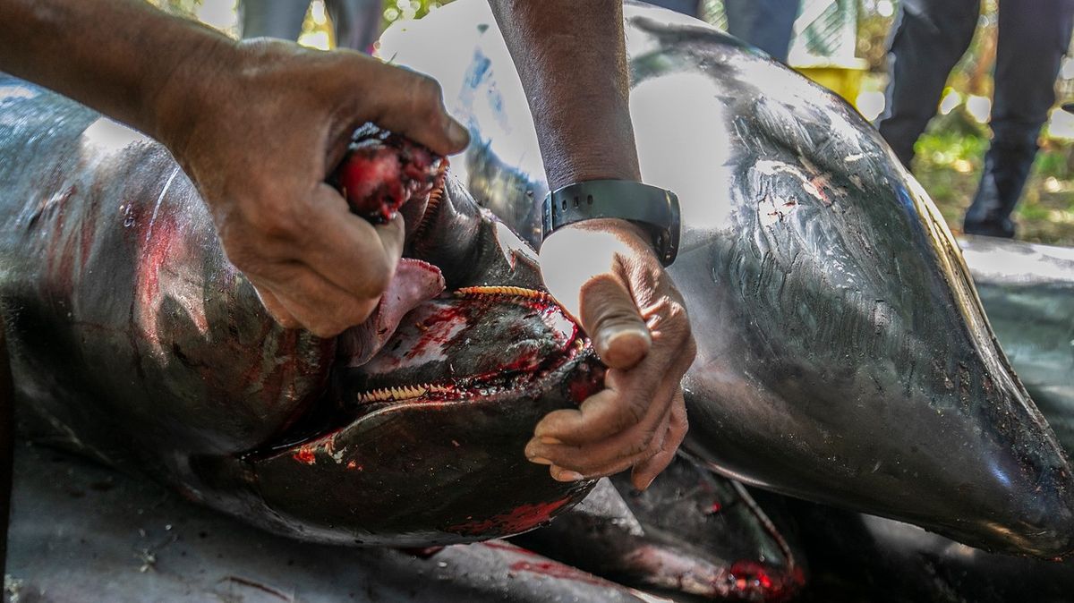 Fotky: Na Mauriciu po havárii nákladní lodi umírají delfíni